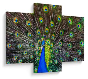 Obraz - Páv (90x60 cm)