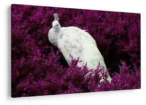 Obraz - Biely páv (90x60 cm)
