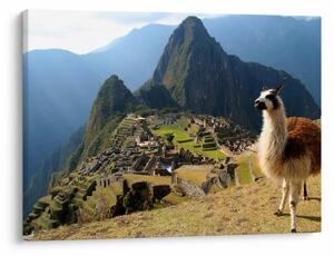 Obrázok - Lama a Machu Picchu (70x50 cm)