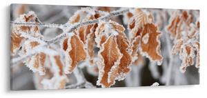 Obraz - Zamrznuté listy (120x50 cm)