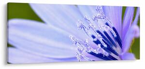 Obraz - kvet (120x50 cm)