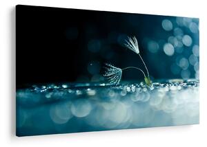 Obraz - Makro (90x60 cm)