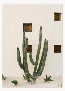 Plagát Cabo Cactus IX