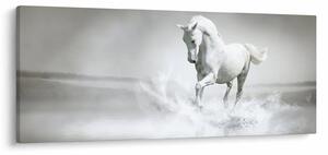Obraz - Biely kôň (120x50 cm)