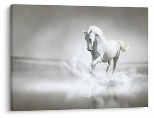 Obraz - Biely kôň (70x50 cm)