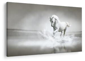 Obraz - Biely kôň (90x60 cm)