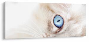 Obraz - Mačiatko (120x50 cm)