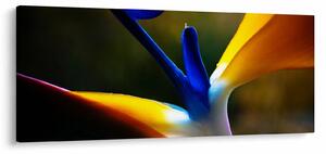 Obraz - Exotický kvet (120x50 cm)