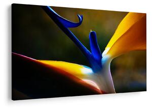 Obraz - Exotický kvet (90x60 cm)