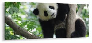 Obraz - Panda na strome (120x50 cm)