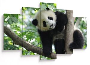 Obraz - Panda na strome (150x105 cm)