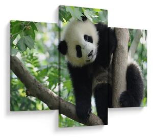 Obraz - Panda na strome (90x60 cm)