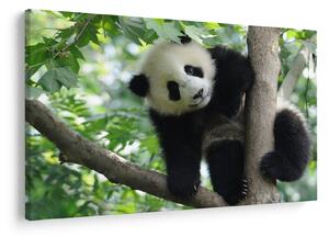 Obraz - Panda na strome (90x60 cm)