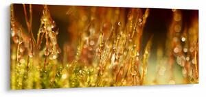 Obraz - Detail rosy (120x50 cm)
