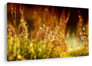 Obraz - Detail rosy (90x60 cm)