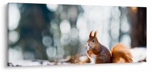 Obraz - Veverička (120x50 cm)