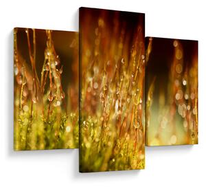 Obraz - Detail rosy (90x60 cm)
