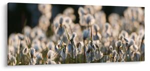 Obraz - Biely páperník (120x50 cm)