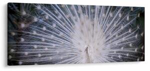 Obraz - Biely páv (120x50 cm)