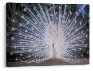 Obraz - Biely páv (70x50 cm)
