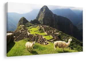 Obraz - Lamy v Machu Picchu (90x60 cm)