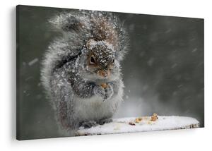 Obraz - Veverička v zime (90x60 cm)