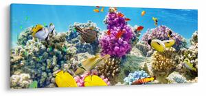 Obraz - Morský svet (120x50 cm)