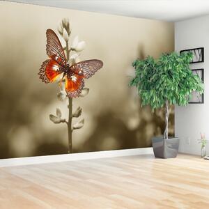 Fototapeta Vliesová Motýľ kvety 208x146 cm