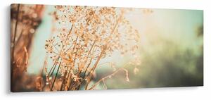 Obraz - Lúčne rastliny (120x50 cm)