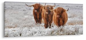 Obraz - Škótske kravy (120x50 cm)