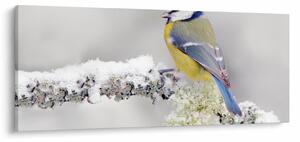 Obraz - Sýkorka (120x50 cm)