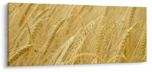 Obraz - Jačmeň (120x50 cm)