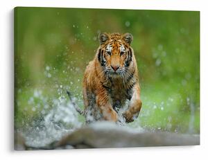 Obraz - Bežiaci tiger (70x50 cm)
