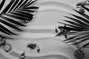 Fototapeta čiernobiele mušle pod palmovými listam
