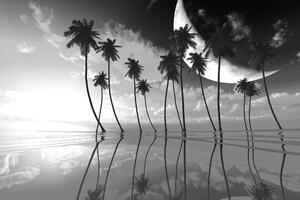 Tapeta čiernobiele tropické palmy