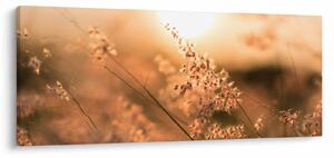 Obraz - Tráva na slnku (120x50 cm)