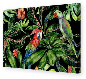 Obraz na plátne Tropical Birds