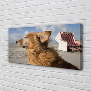 Obraz na plátne Hnedý pes beach 125x50 cm