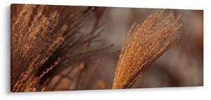 Obraz - Kortadéria (120x50 cm)