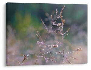 Obraz - Detail traviny (70x50 cm)