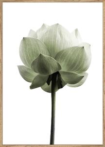 UMELECKÁ TLAČ, kvety, 50/70 cm Monee - Obrazy