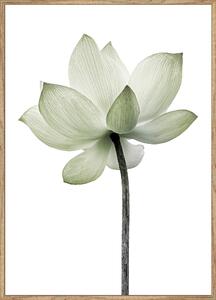 UMELECKÁ TLAČ, kvety, 51,2/71,2 cm Monee - Obrazy