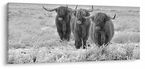 Obraz - Škótske kravy, čiernobiela (120x50 cm)