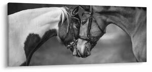 Obraz - Zamilované kone, čiernobiela (120x50 cm)