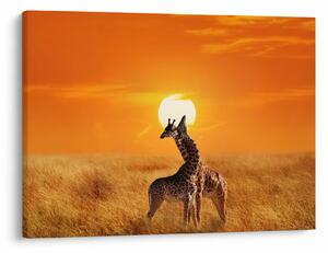 Obraz - Žirafy v národnom parku Serengeti (70x50 cm)