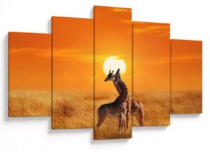 Obraz - Žirafy v národnom parku Serengeti (150x105 cm)
