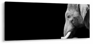 Obraz - Slon (120x50 cm)