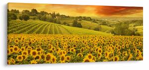 Obraz - Slnečnicové pole (120x50 cm)