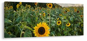 Obraz - Slnečnicové pole II. (120x50 cm)