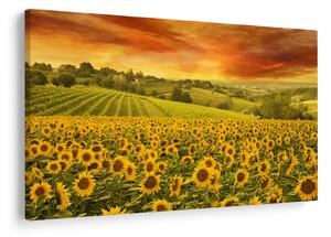 Obraz - Slnečnicové pole (90x60 cm)